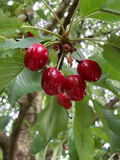Les cerises de la joie et de l'amour.